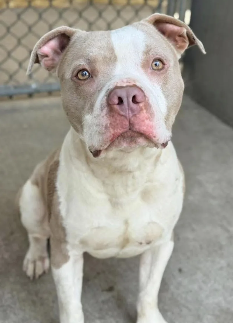 An adult medium-sized male White / Cream Pit Bull Terrier dog named Belgian Waffle for adoption in Chicago, IL