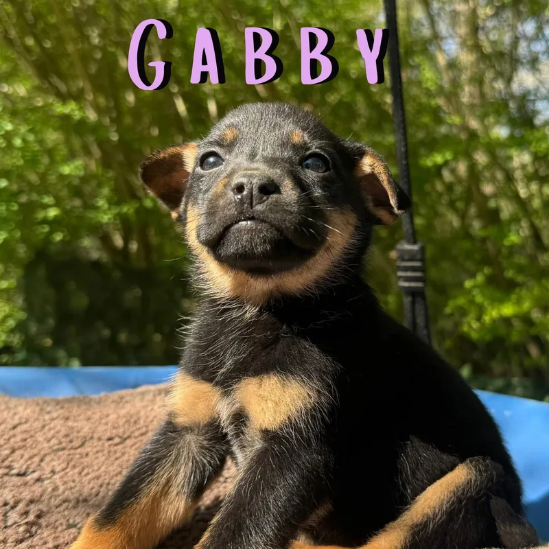 A baby medium-sized female Bicolor Shepherd dog named Gabby for adoption in Ragland, AL