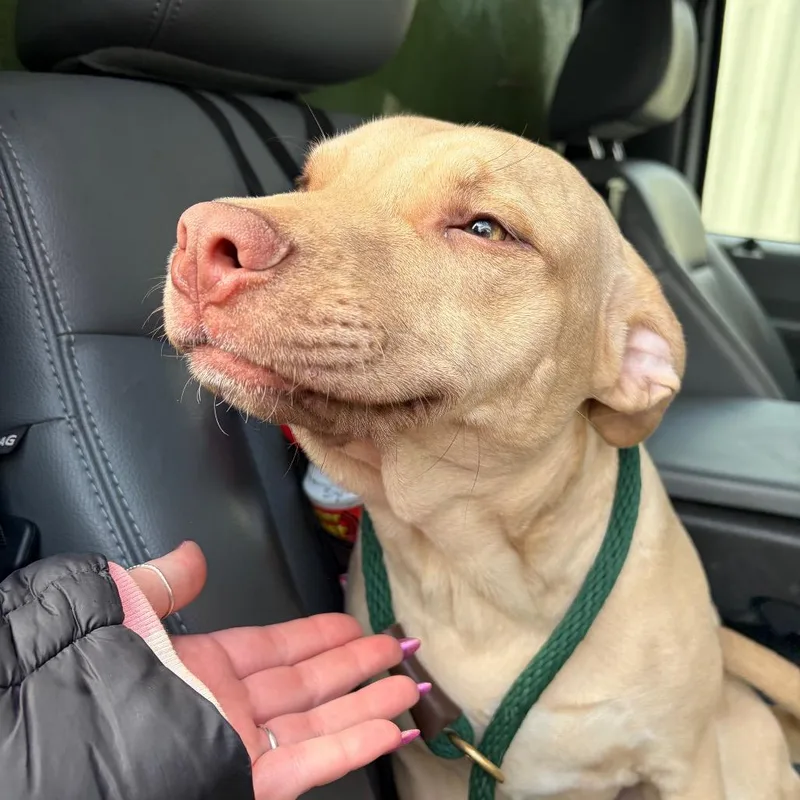 Mcdonalds Chicken Mcnugget