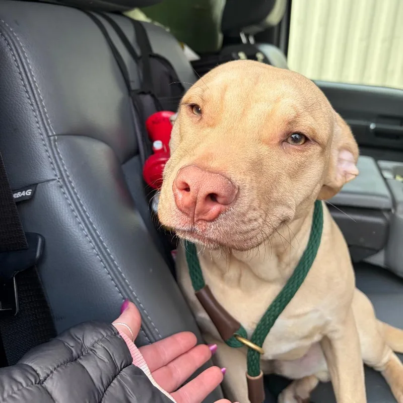 Mcdonalds Chicken Mcnugget thumbnail 2