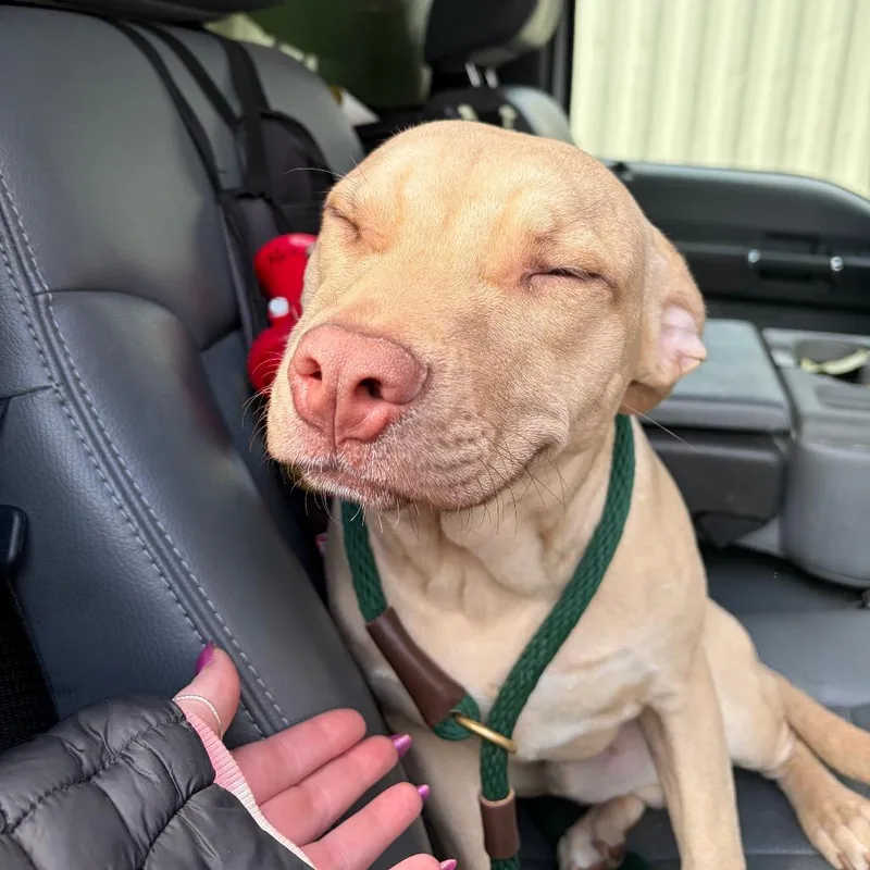 Mcdonalds Chicken Mcnugget thumbnail 3