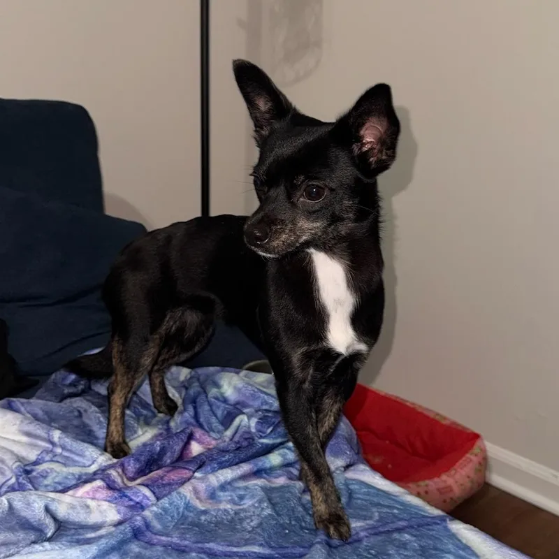 Nova