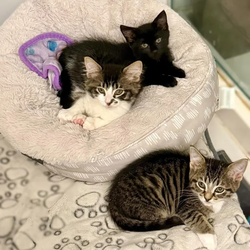 A baby small-sized female Black & White / Tuxedo Domestic Short Hair cat named Leia for adoption in Chicago, IL