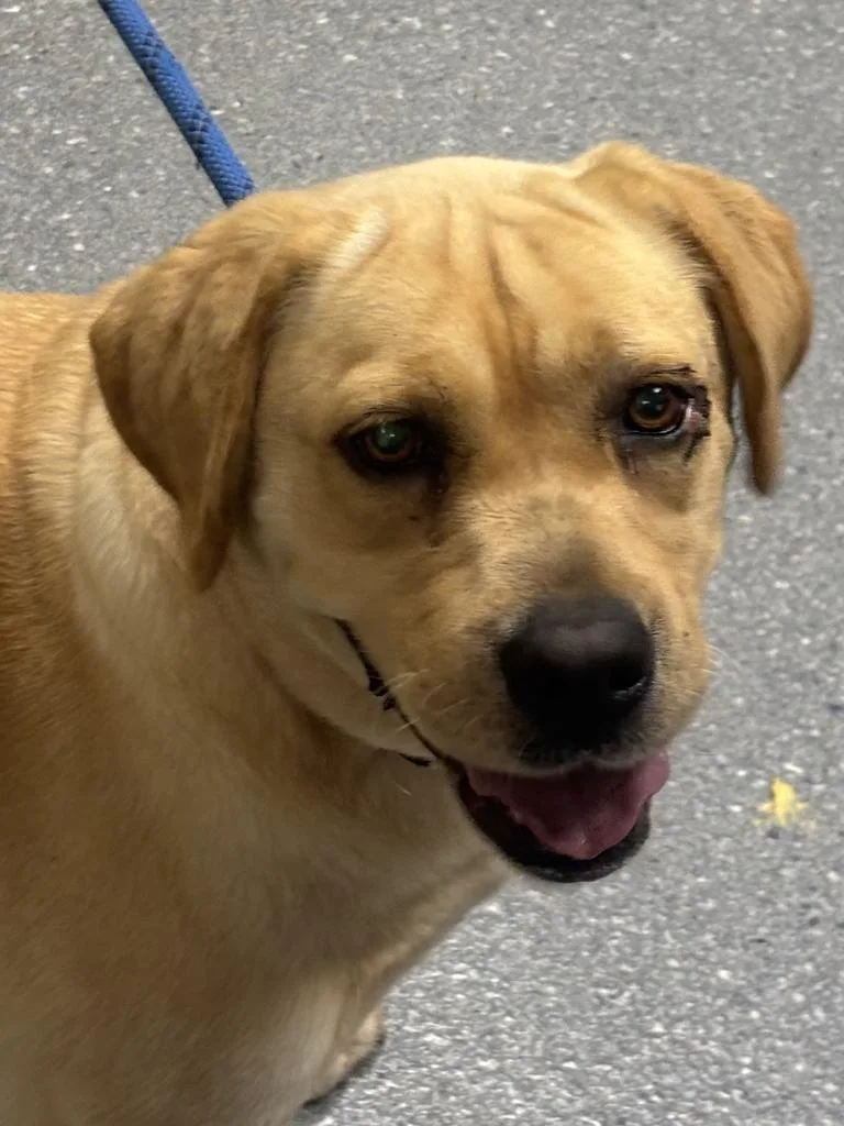 An adult large-sized female Labrador Retriever dog named Delilah for adoption in Greenfield, IN