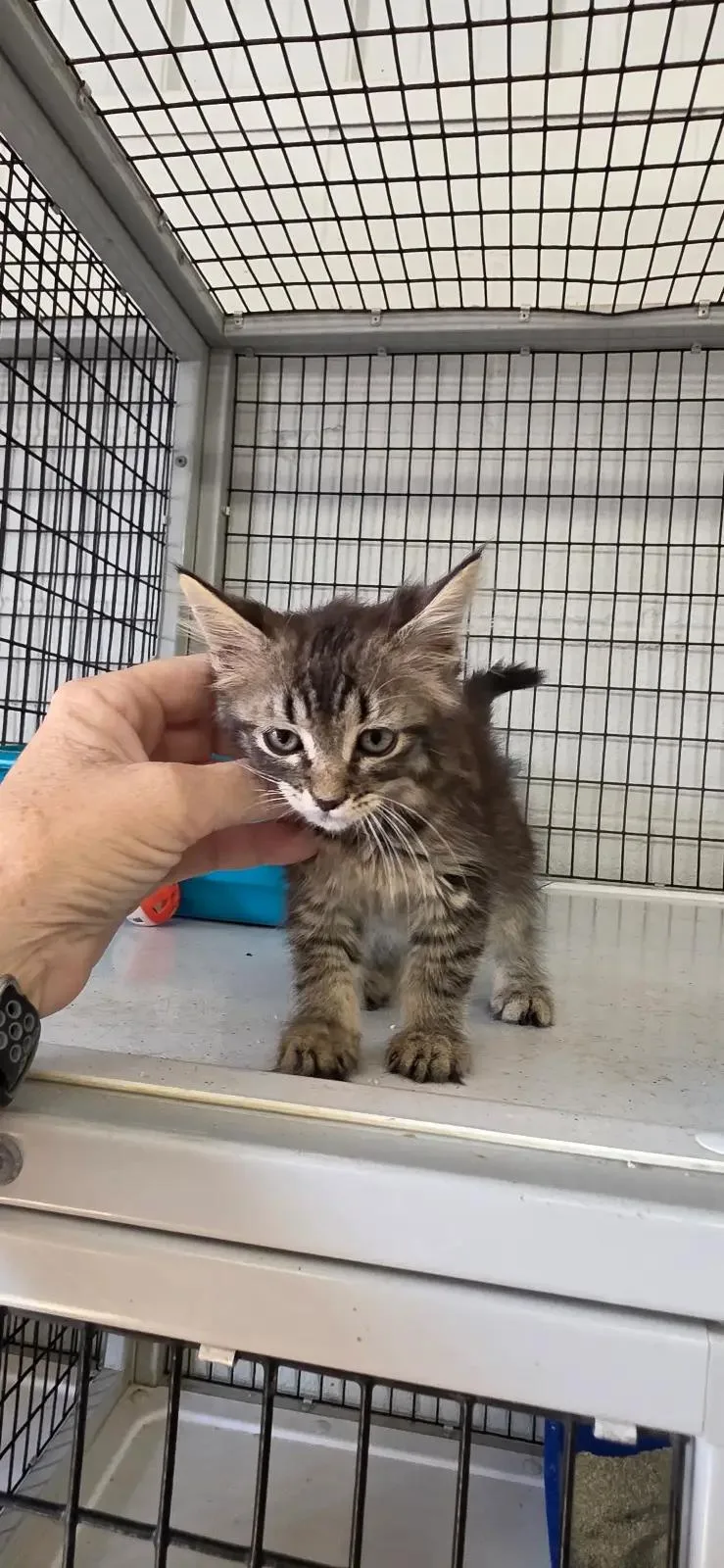 A baby medium-sized female Domestic Medium Hair cat named Unknown for adoption in Clyde, TX