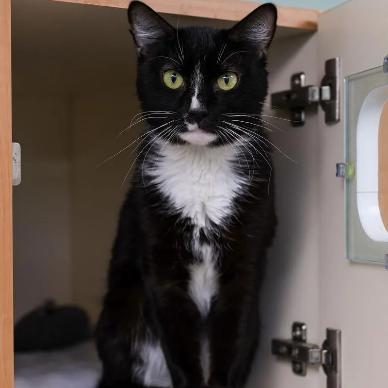 A young small-sized male Black Domestic Short Hair cat named Giovanni for adoption in Los Angeles, CA