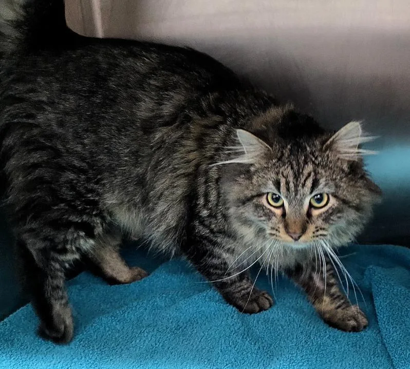 Mr. Cobb thumbnail 2