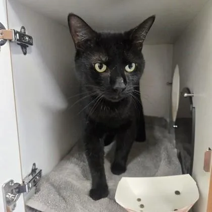 A young medium-sized male Black Domestic Short Hair cat named Niko for adoption in Phoenixville, PA