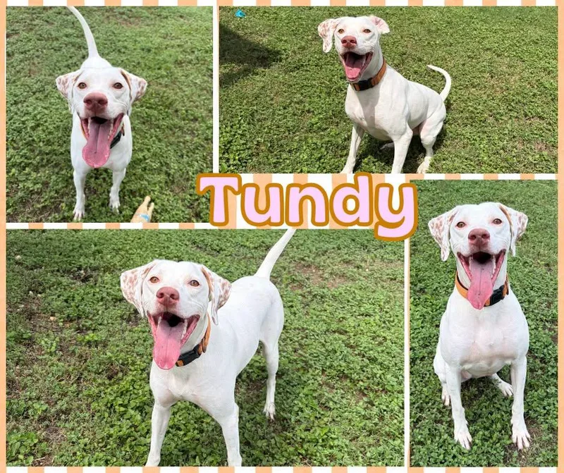 A young medium-sized female White / Cream English Setter dog named Tundy for adoption in Universal City, TX