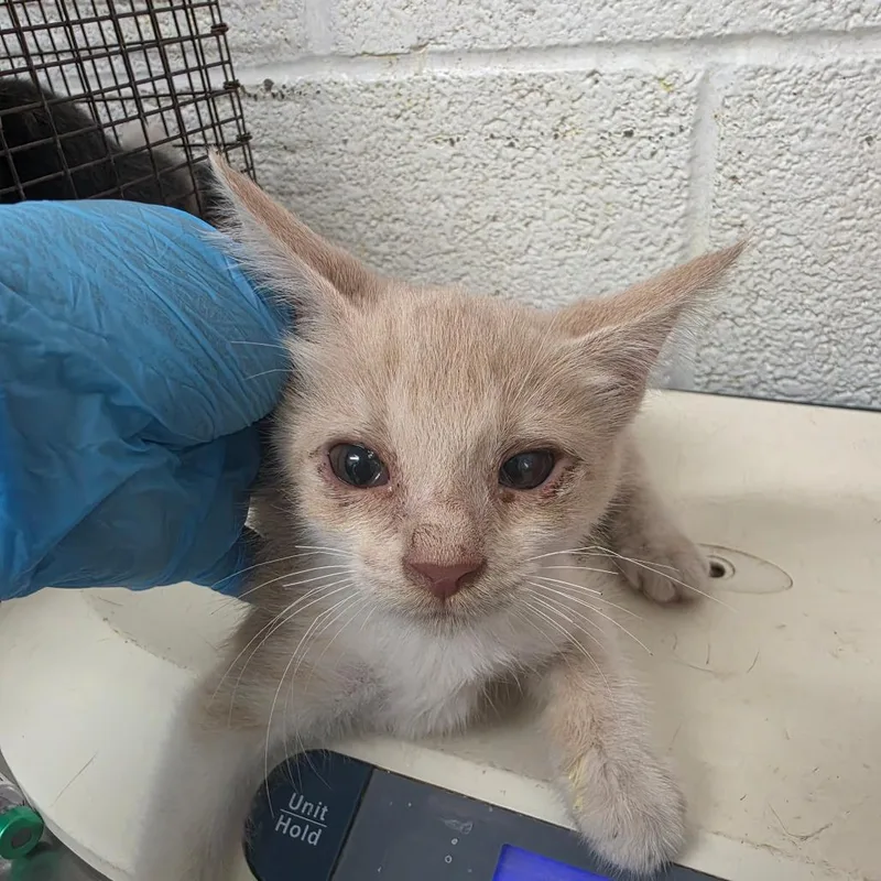 A baby small-sized female Cream / Ivory Domestic Short Hair cat named April for adoption in Edinburg, TX