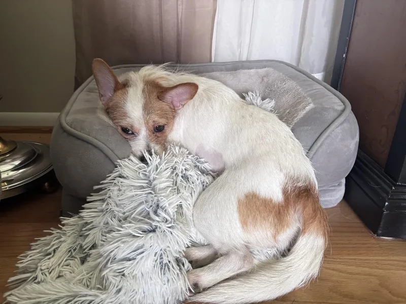 An adult small-sized female Terrier dog named Edith for adoption in Plymouth, MI