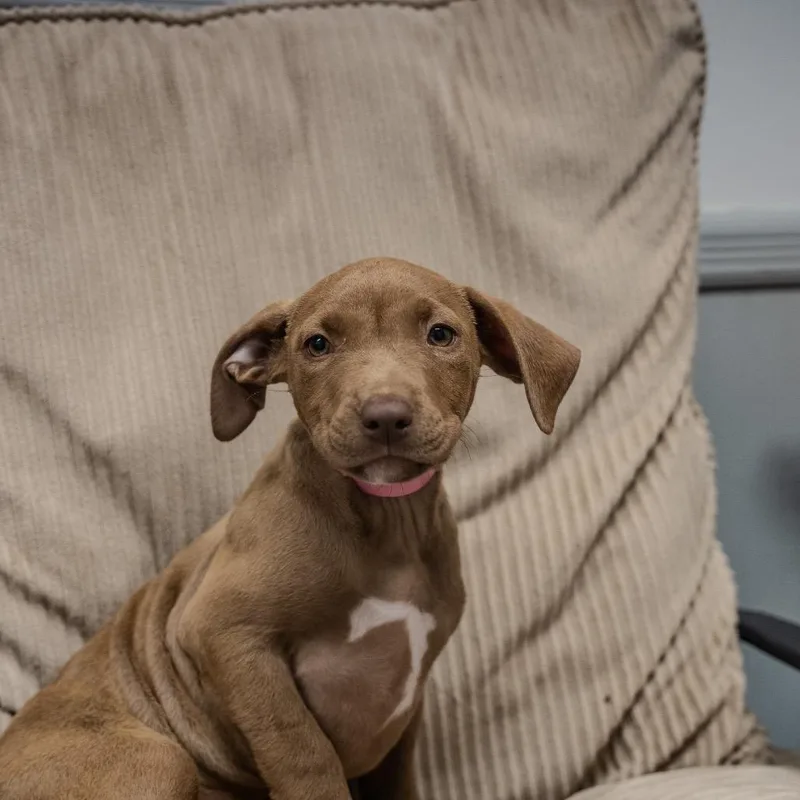 A baby medium-sized female Brown / Chocolate Labrador Retriever dog named Phyllis for adoption in Pawling, NY