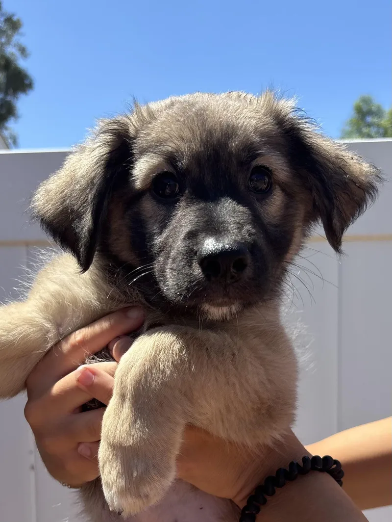 A baby large-sized female Flat-Coated Retriever dog named Drea for adoption in San Diego, CA