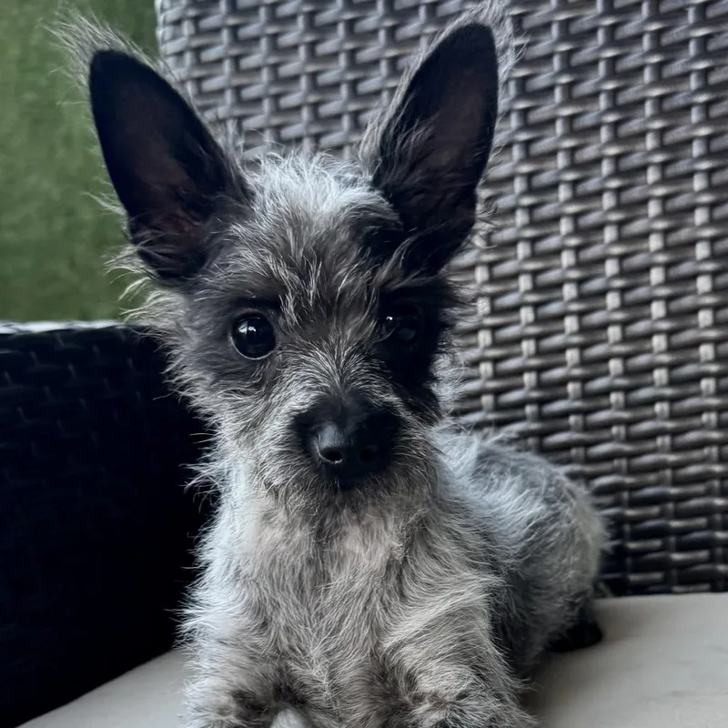 A baby small-sized female Black Yorkshire Terrier dog named Xica for adoption in Las Vegas, NV