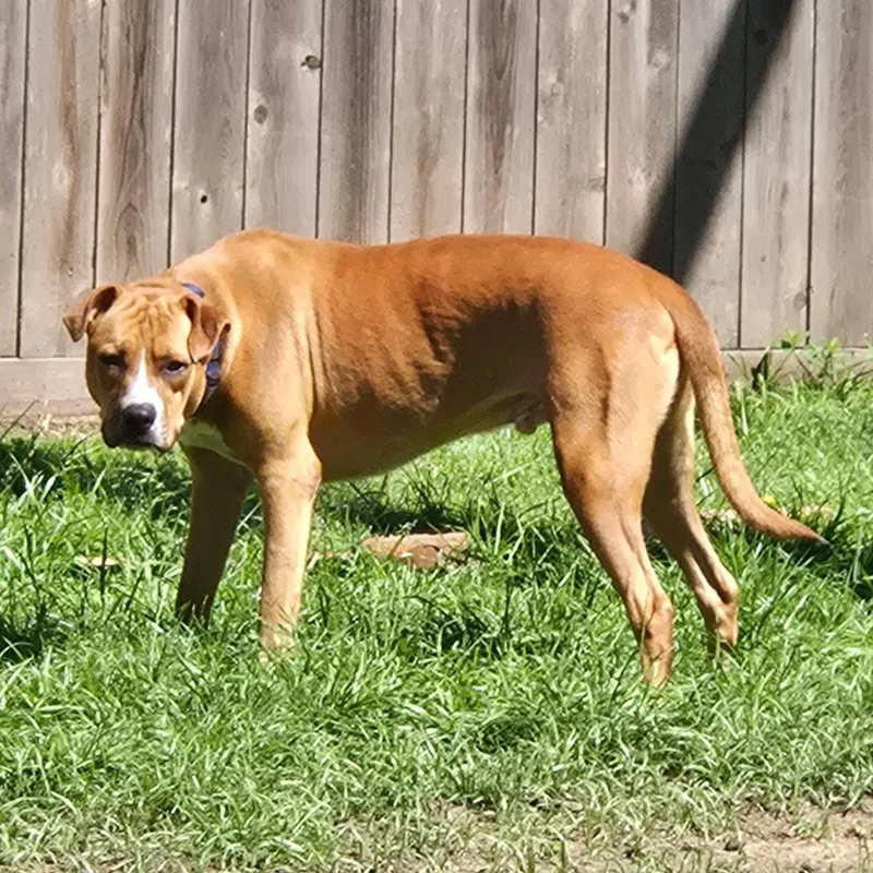 Frank Sinatra thumbnail 3