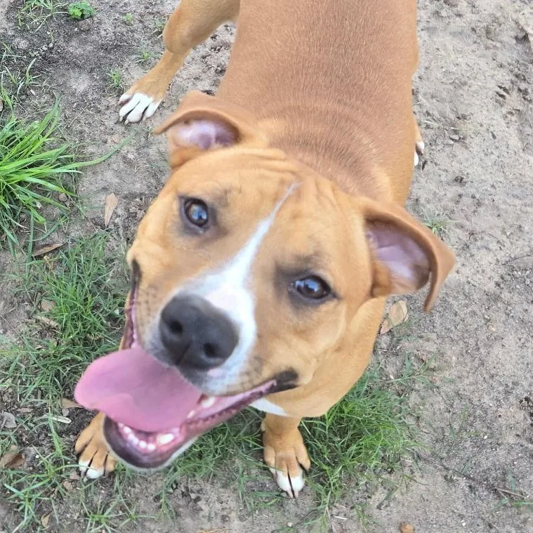 A young medium-sized male Red / Chestnut / Orange American Staffordshire Terrier dog named Frank Sinatra for adoption in Houston, TX