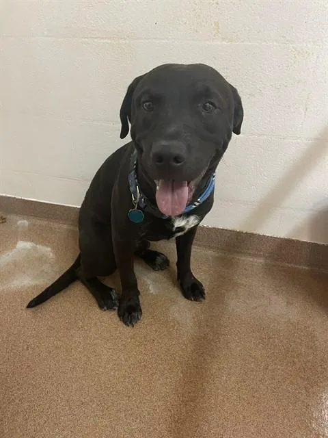 An adult medium-sized male Labrador Retriever dog named Mr. Pibbles for adoption in Casper, WY
