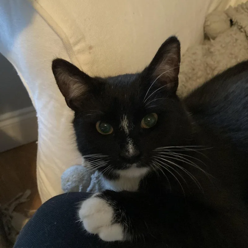 A baby medium-sized male Black & White / Tuxedo Domestic Short Hair cat named Jangle for adoption in Candler, NC