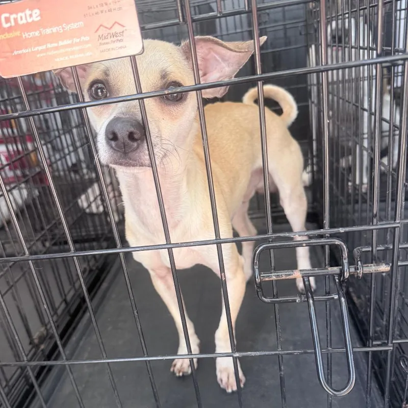 A young small-sized male Yellow / Tan / Blond / Fawn Chihuahua dog named Nello for adoption in Jupiter, FL