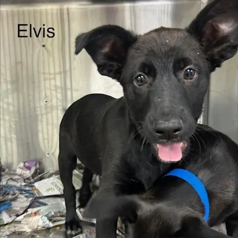 A baby small-sized male Black Mixed Breed dog named Elvis for adoption in Knoxville, TN