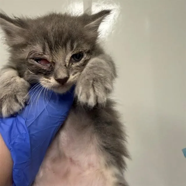 A baby small-sized female Domestic Long Hair cat named Elizabeth for adoption in Ontario, CA