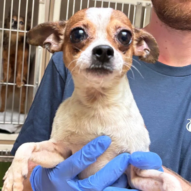 A young medium-sized male Chihuahua dog named Jamie Foxx for adoption in Dallas, TX