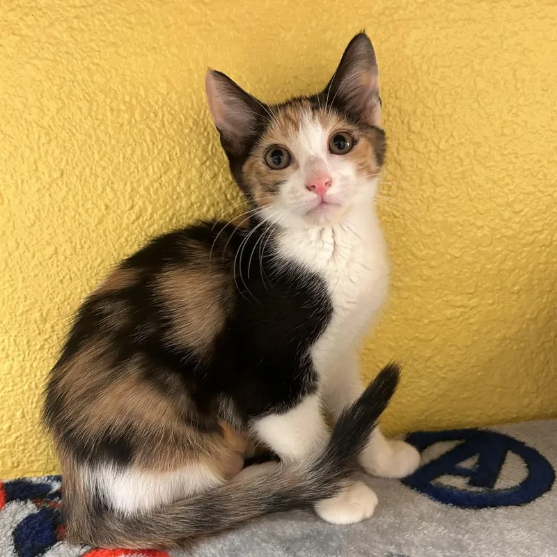 A baby small-sized female Brown / Chocolate Domestic Medium Hair cat named Twizzle for adoption in Fresno, CA