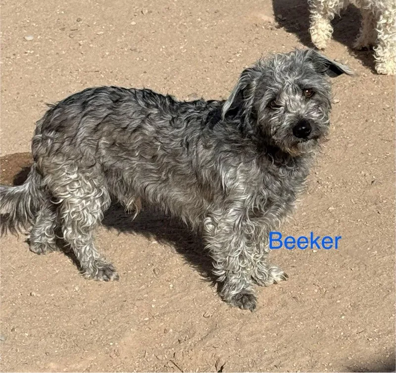 Beeker thumbnail 2