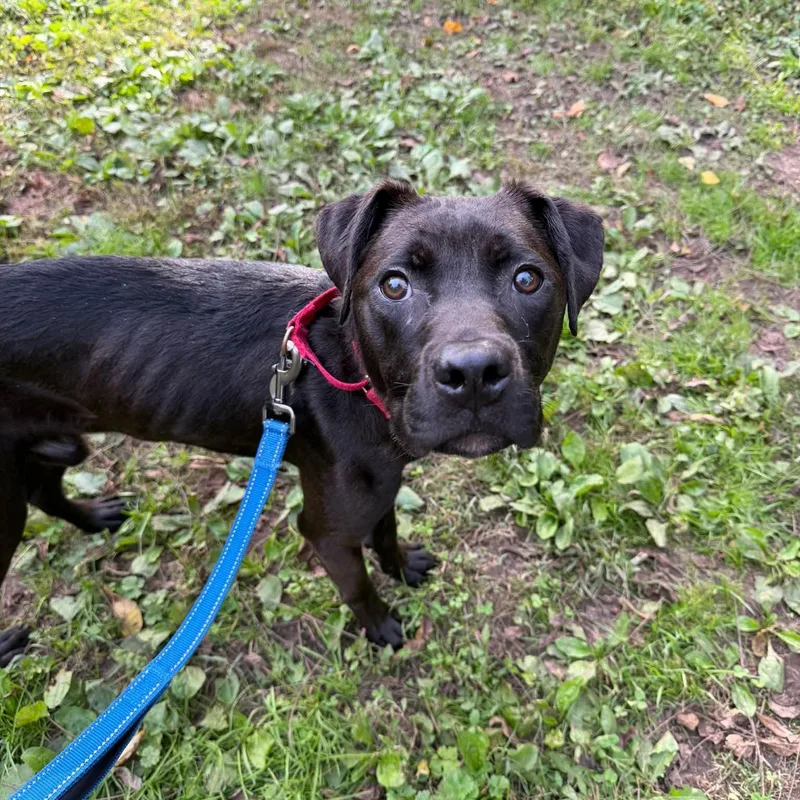 A young medium-sized male Labrador Retriever dog named Cole for adoption in Phoenixville, PA