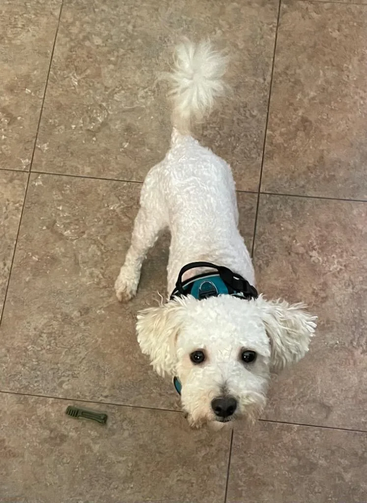 A young small-sized male Poodle dog named Evan for adoption in Valparaiso, IN
