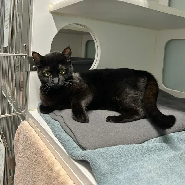 An adult medium-sized male Black Domestic Short Hair cat named Julian July for adoption in Muskegon, MI
