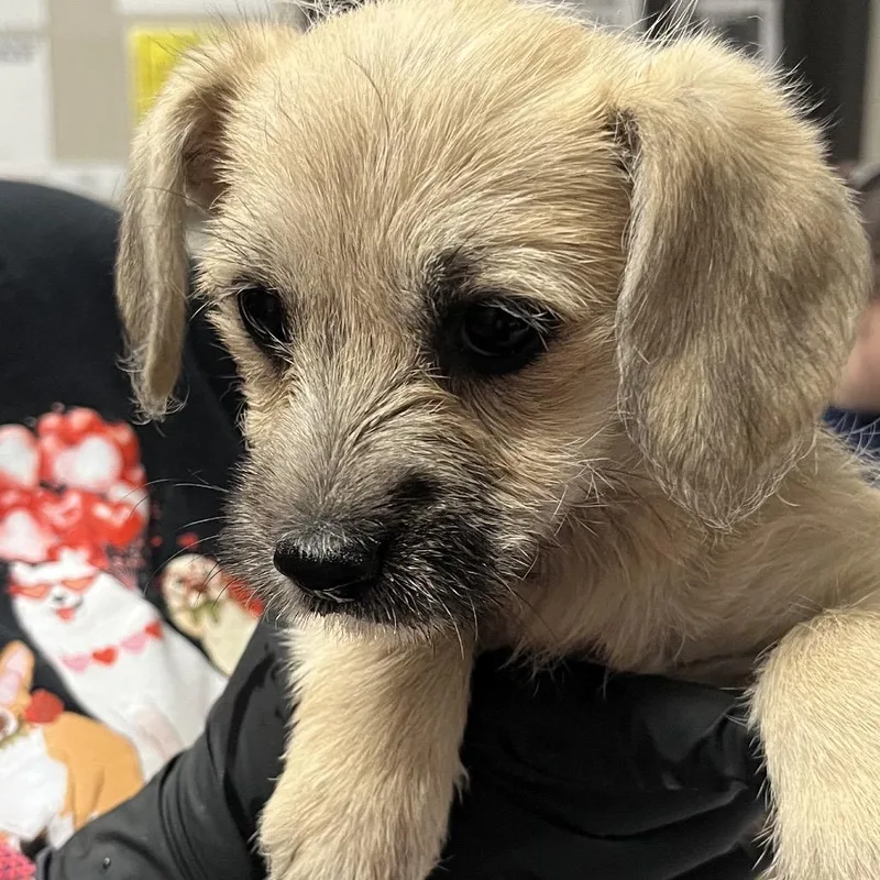 A baby small-sized female Yellow / Tan / Blond / Fawn Terrier dog named Reeses for adoption in Yuma, AZ