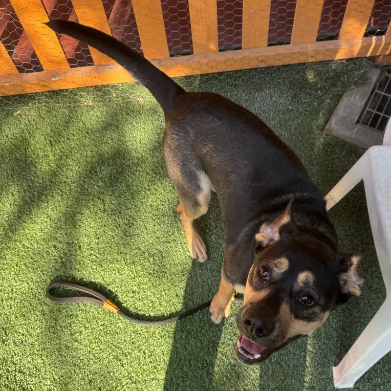 Beatrice A thumbnail 2