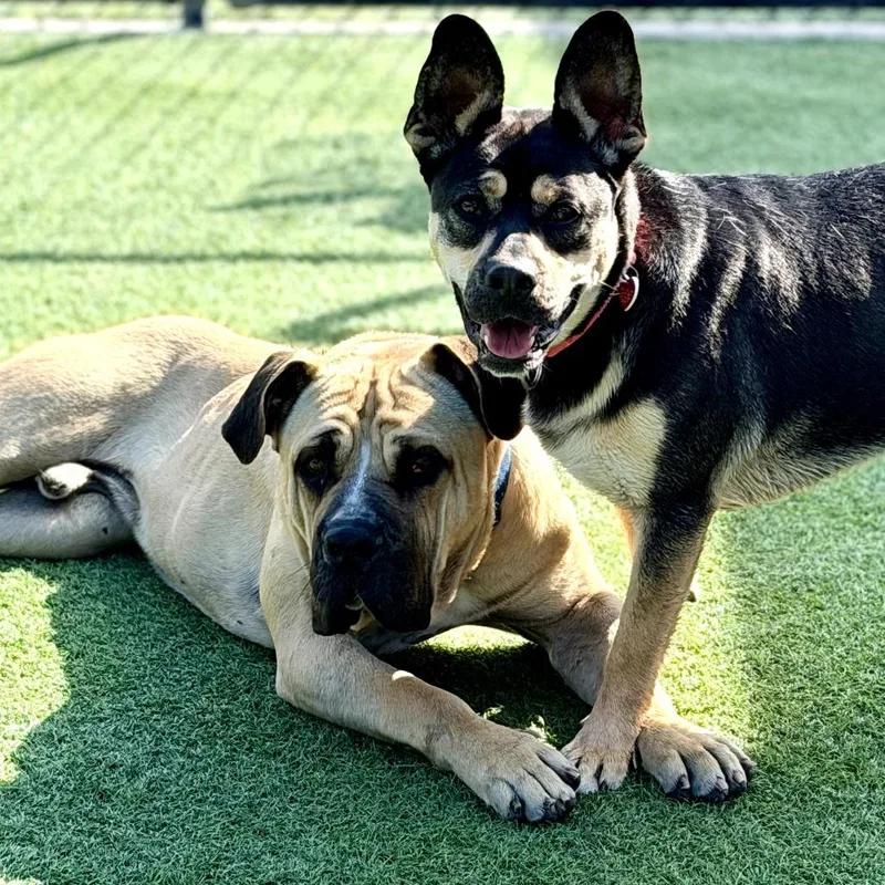 Beatrice A thumbnail 3