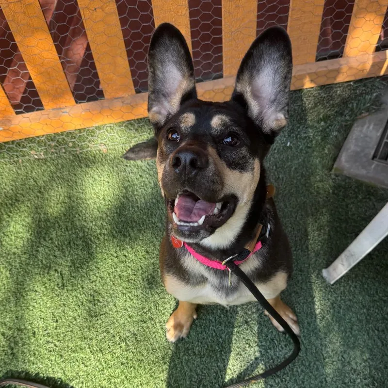 Beatrice A thumbnail 5