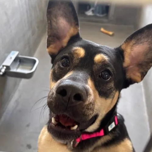 Beatrice A thumbnail 6