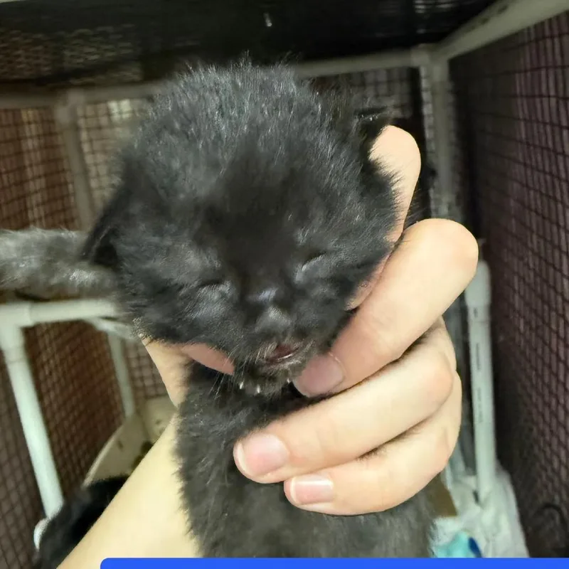 A baby small-sized male Black Domestic Short Hair cat named Frank for adoption in Richmond, IN