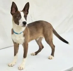 A young large-sized female Cattle Dog dog named Bluffin for adoption in Kansas City, MO