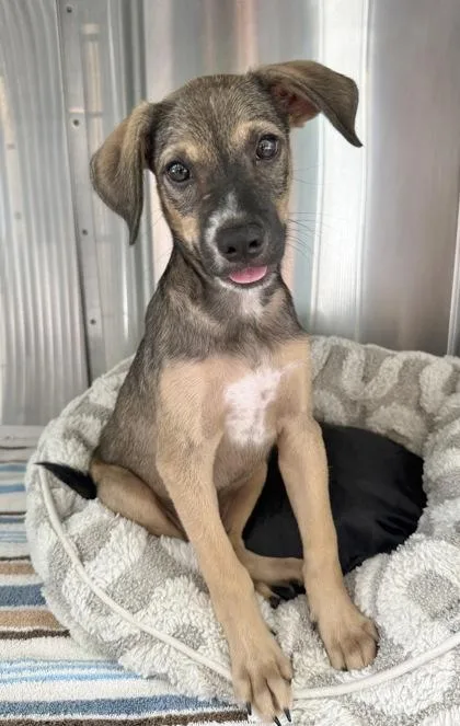 A baby small-sized male Mixed Breed dog named Jeff for adoption in Honolulu, HI