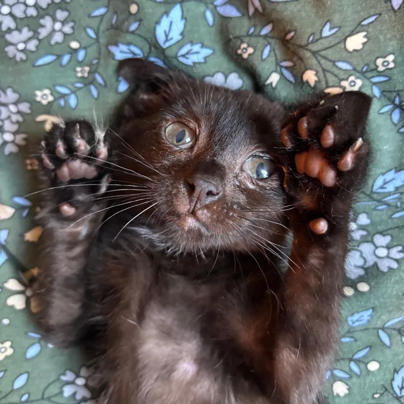 Bertie thumbnail 4