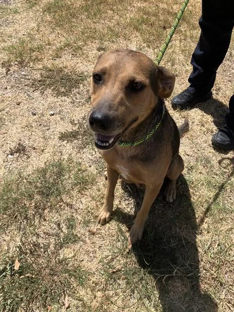An adult medium-sized female Mixed Breed dog named Sarah Lee for adoption in Dallas, TX