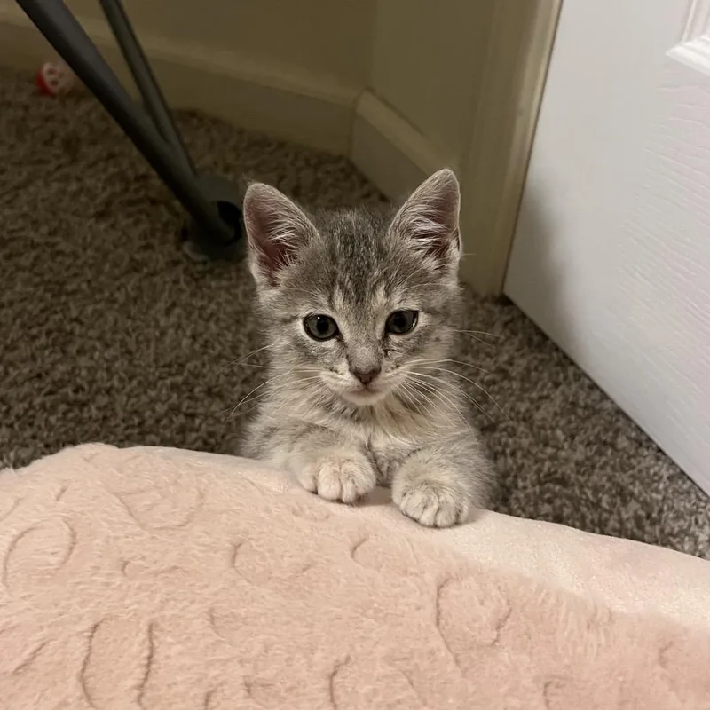 A baby small-sized female Gray / Blue / Silver Domestic Short Hair cat named Pepper for adoption in Columbia, MO