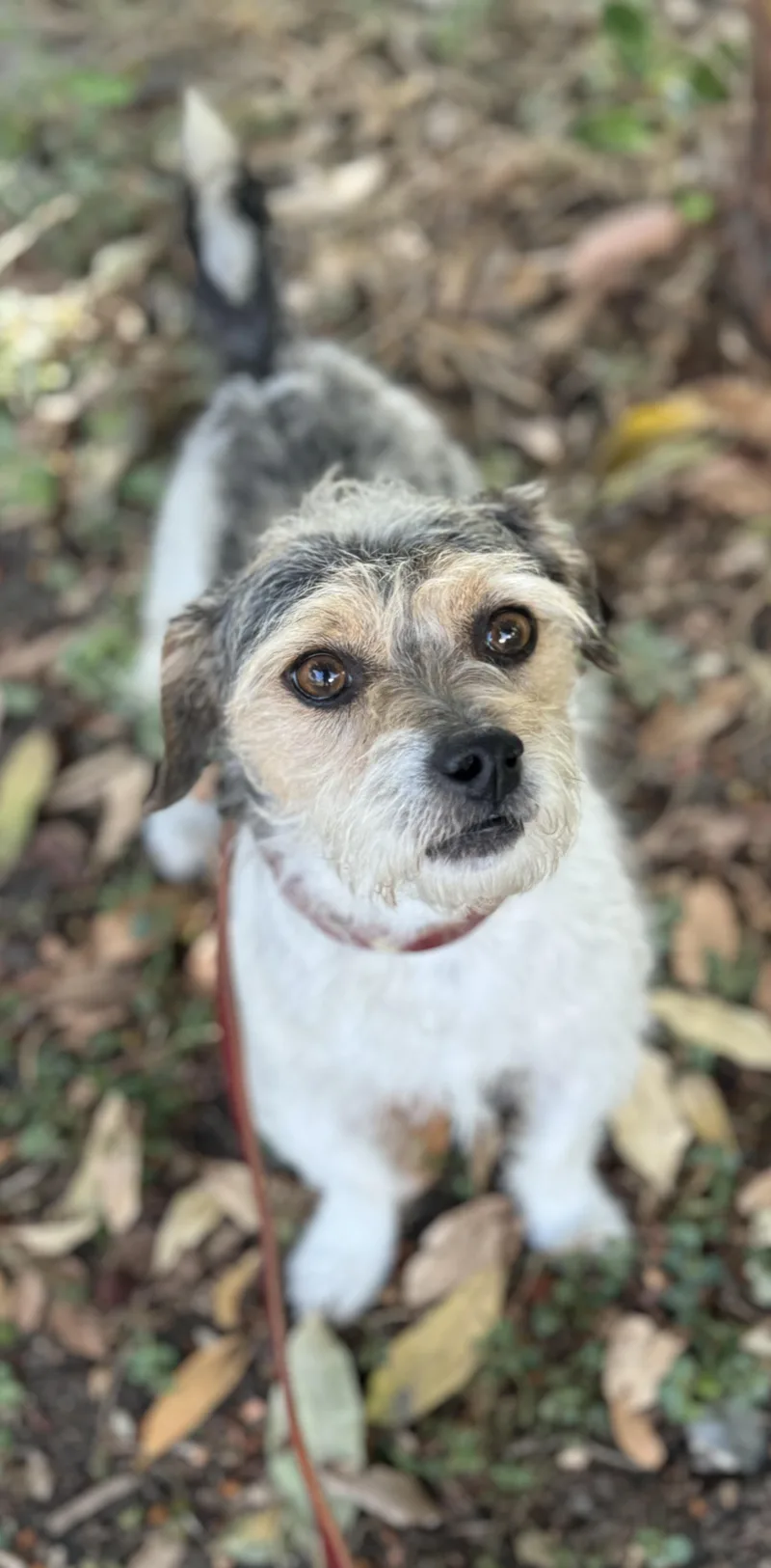 A young small-sized male Terrier dog named Bucky for adoption in San Francisco, CA