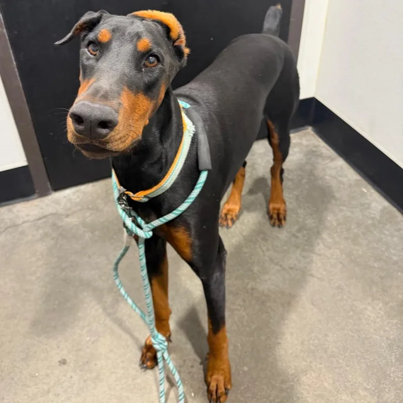An adult large-sized female Black Doberman Pinscher dog named Libby for adoption in Tampa, FL