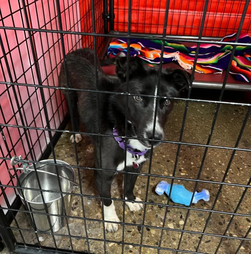 A baby medium-sized female Border Collie dog named Apple Blossom for adoption in Warren, MI