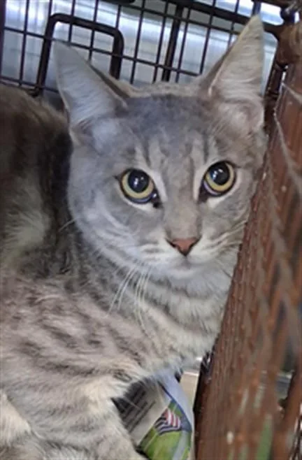 A young medium-sized male Domestic Short Hair cat named G.t. for adoption in Los Angeles, CA