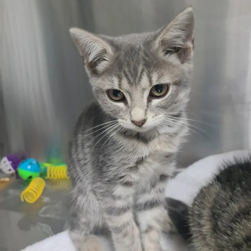 A baby small-sized female Gray / Blue / Silver Domestic Short Hair cat named Rugaru for adoption in Russellville, KY