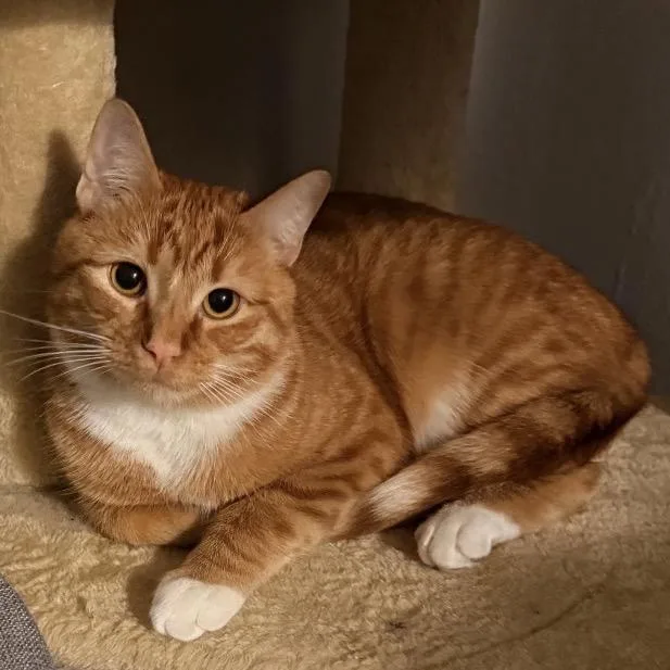 An adult small-sized male Orange / Red Domestic Short Hair cat named Queso for adoption in Mocksville, NC