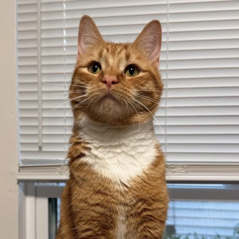 Queso thumbnail 2