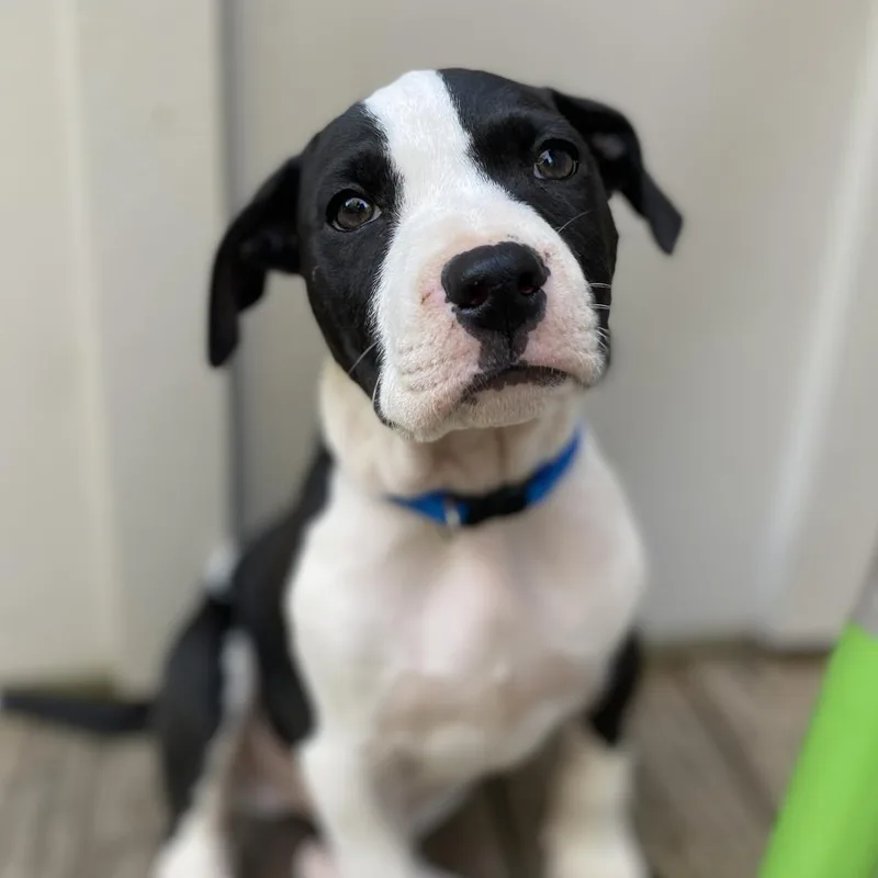 An adult medium-sized male Black Hound dog named Rumble for adoption in Peachtree City, GA